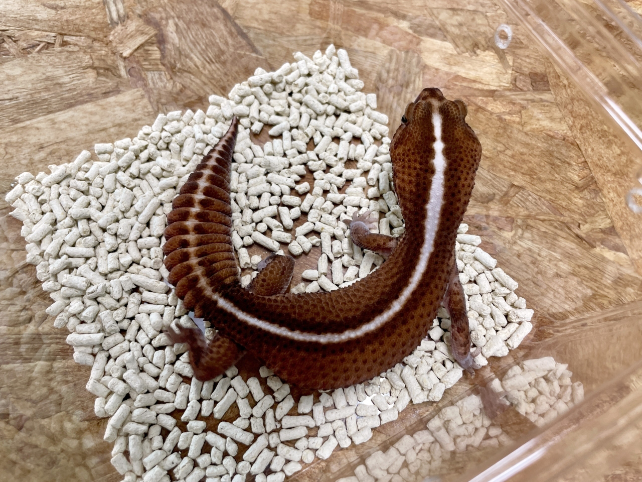 ニシアフリカトカゲモドキ(10)