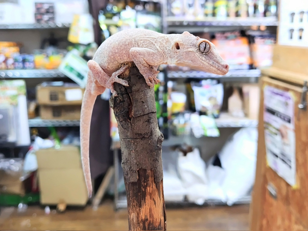 ガーゴイルゲッコー(11)