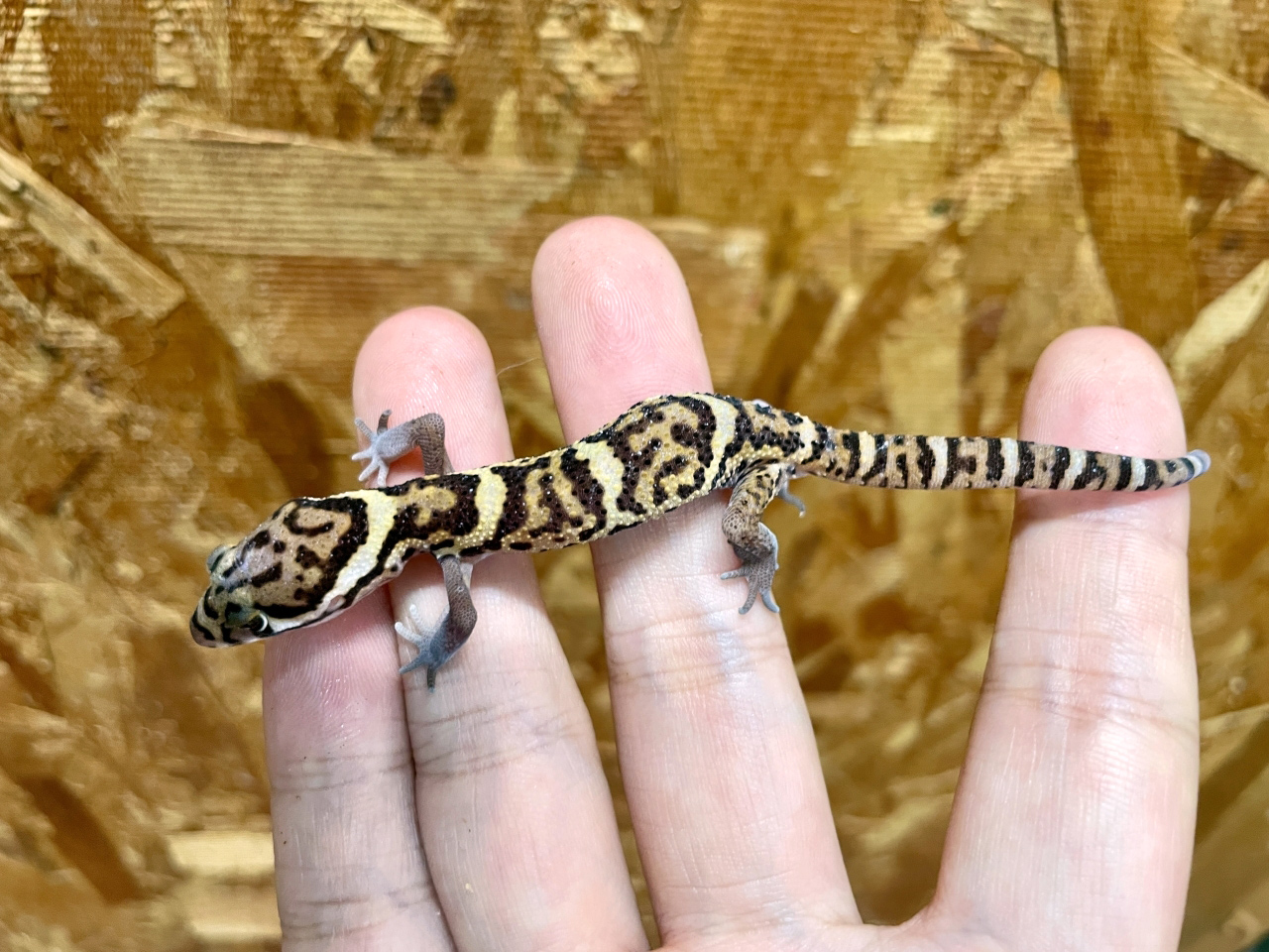 ボウシトカゲモドキ(10)