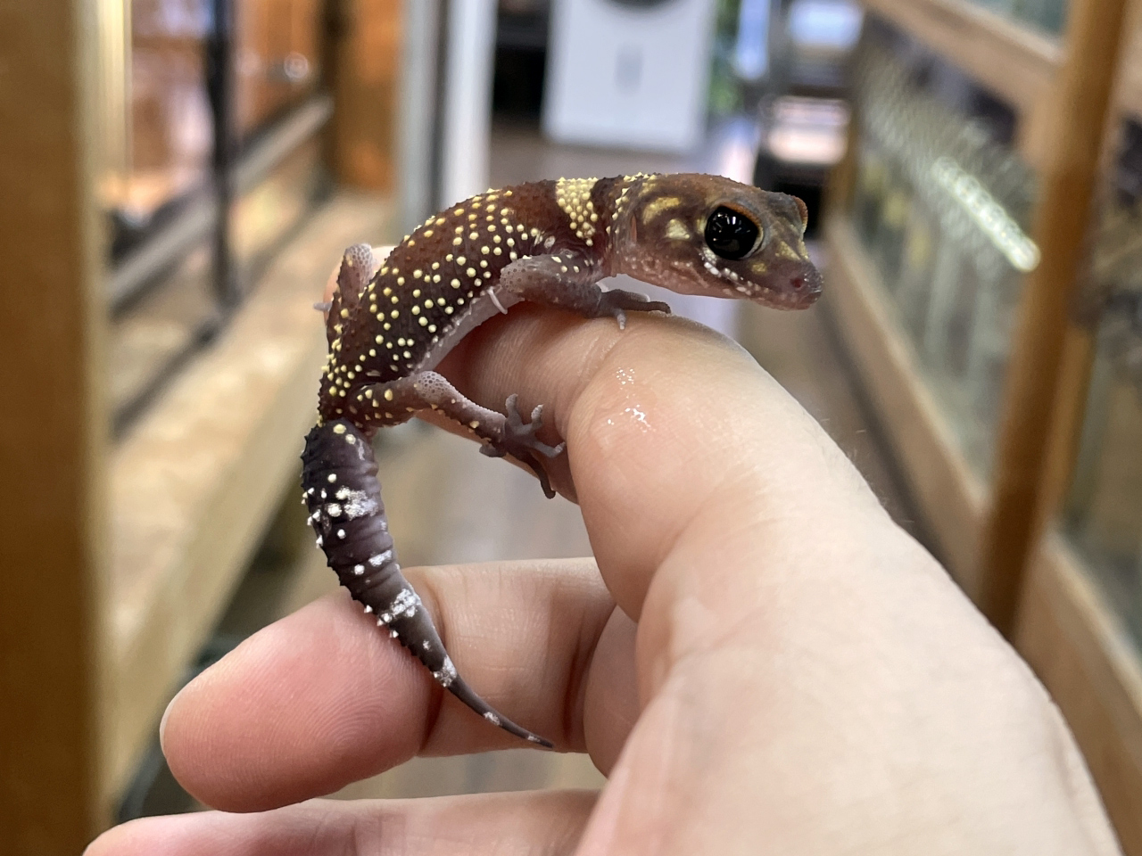 アンダーウッディサウルス(1)