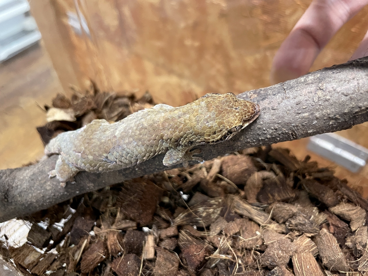 オオバクチヤモリ(10)