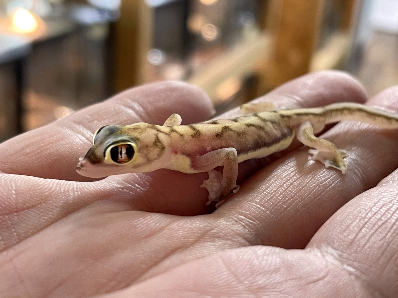 ミズカキヤモリ(3)