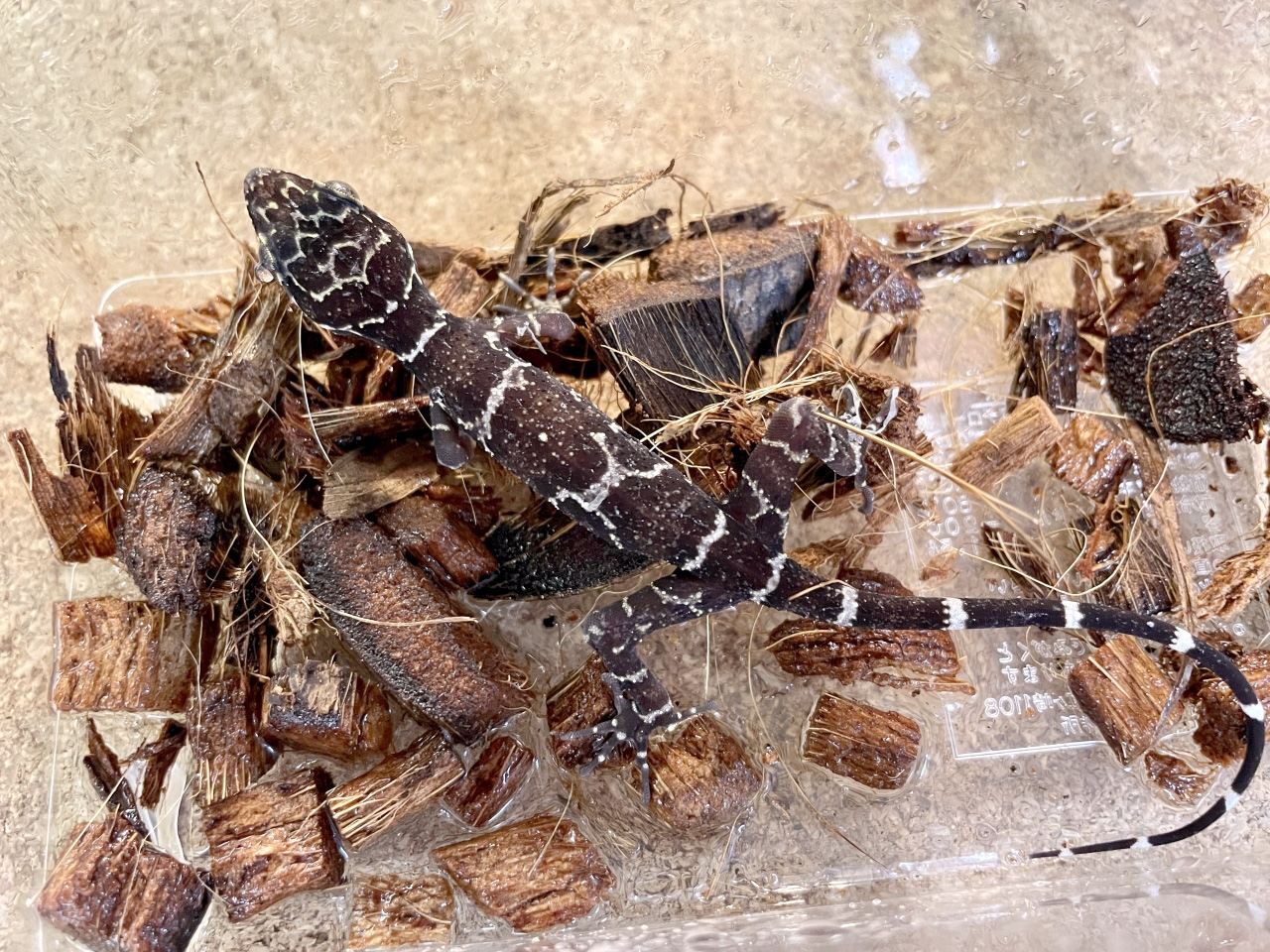 イトコホソユビヤモリ(8)