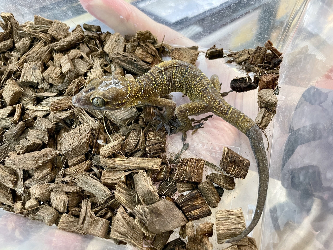 ヒロオビナキヤモリ(5)