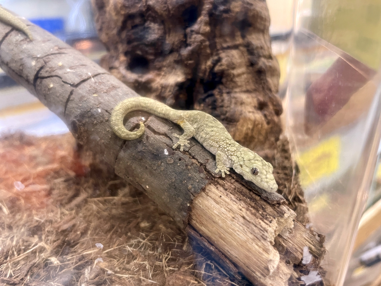 ヴェイヤールクチサケヤモリ(4)