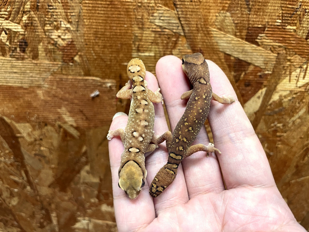 ガレアータスイシヤモリ(4)