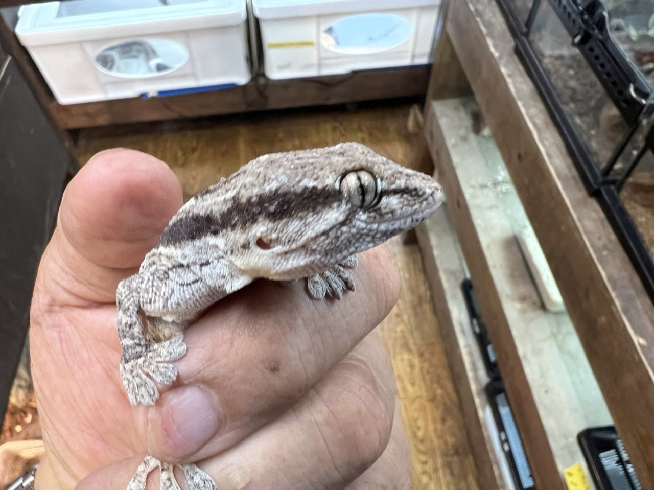 クラカケカベヤモリ(5)