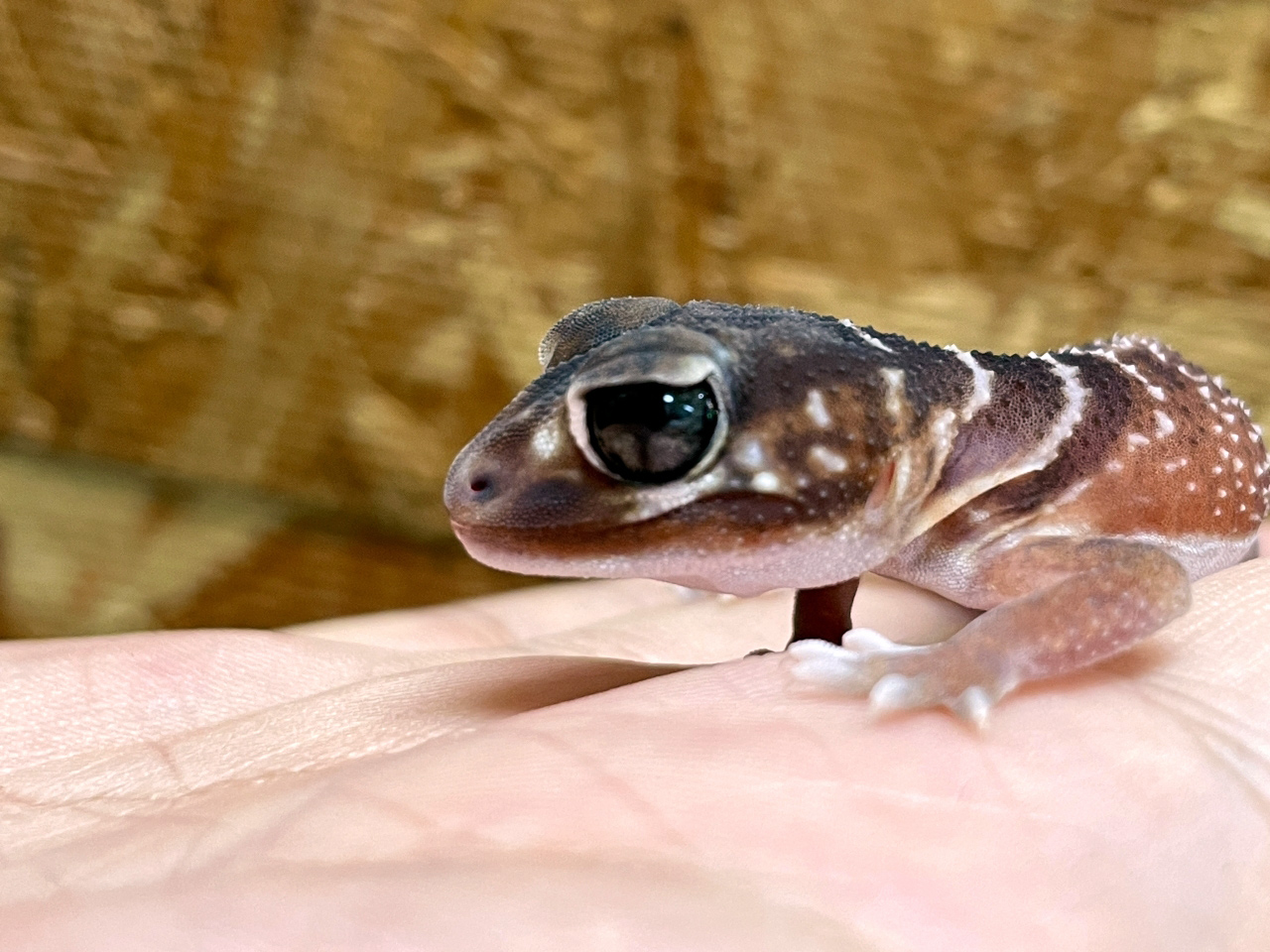 ナメハダタマオヤモリ(10)