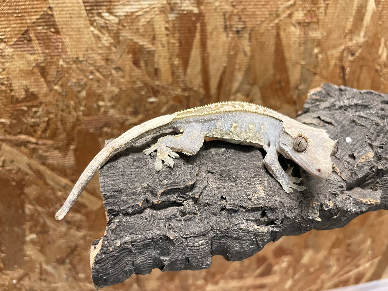 クレステッドゲッコー(10)