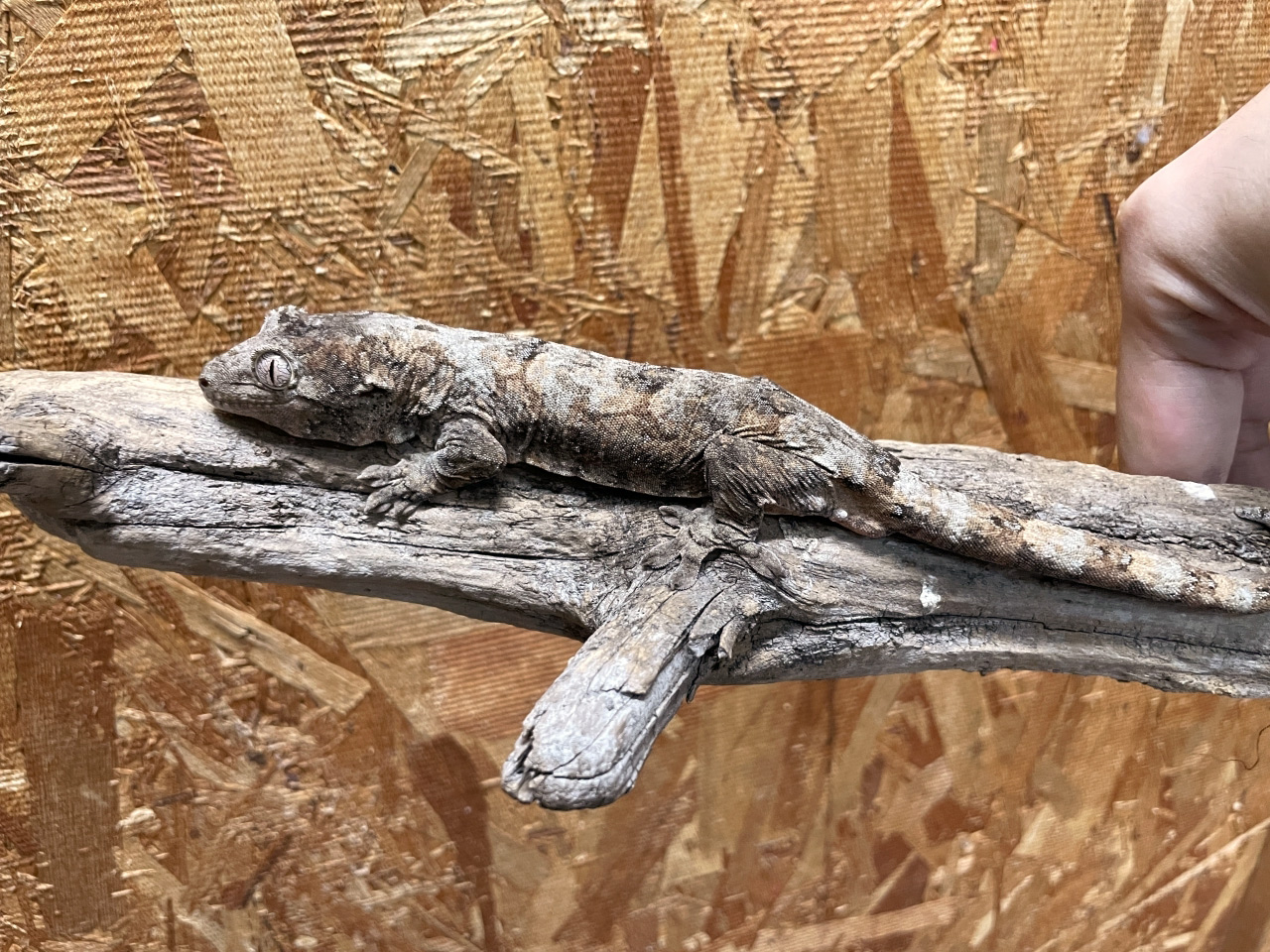 チャホアミカドヤモリ(6)