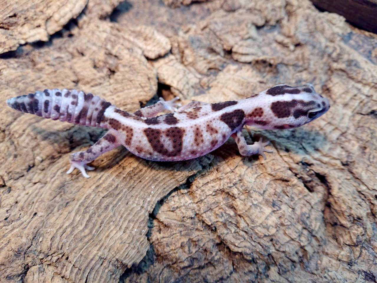 ニシアフリカトカゲモドキ(3)