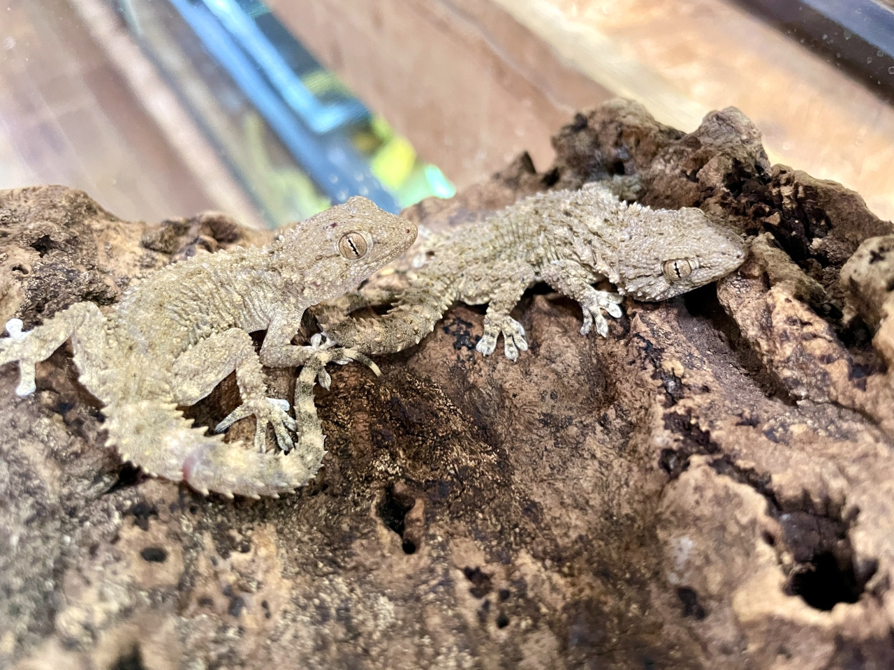 ムーアカベヤモリ(6)