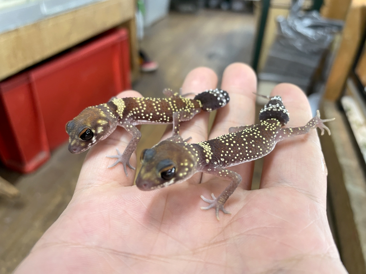 アンダーウッディサウルス(2)