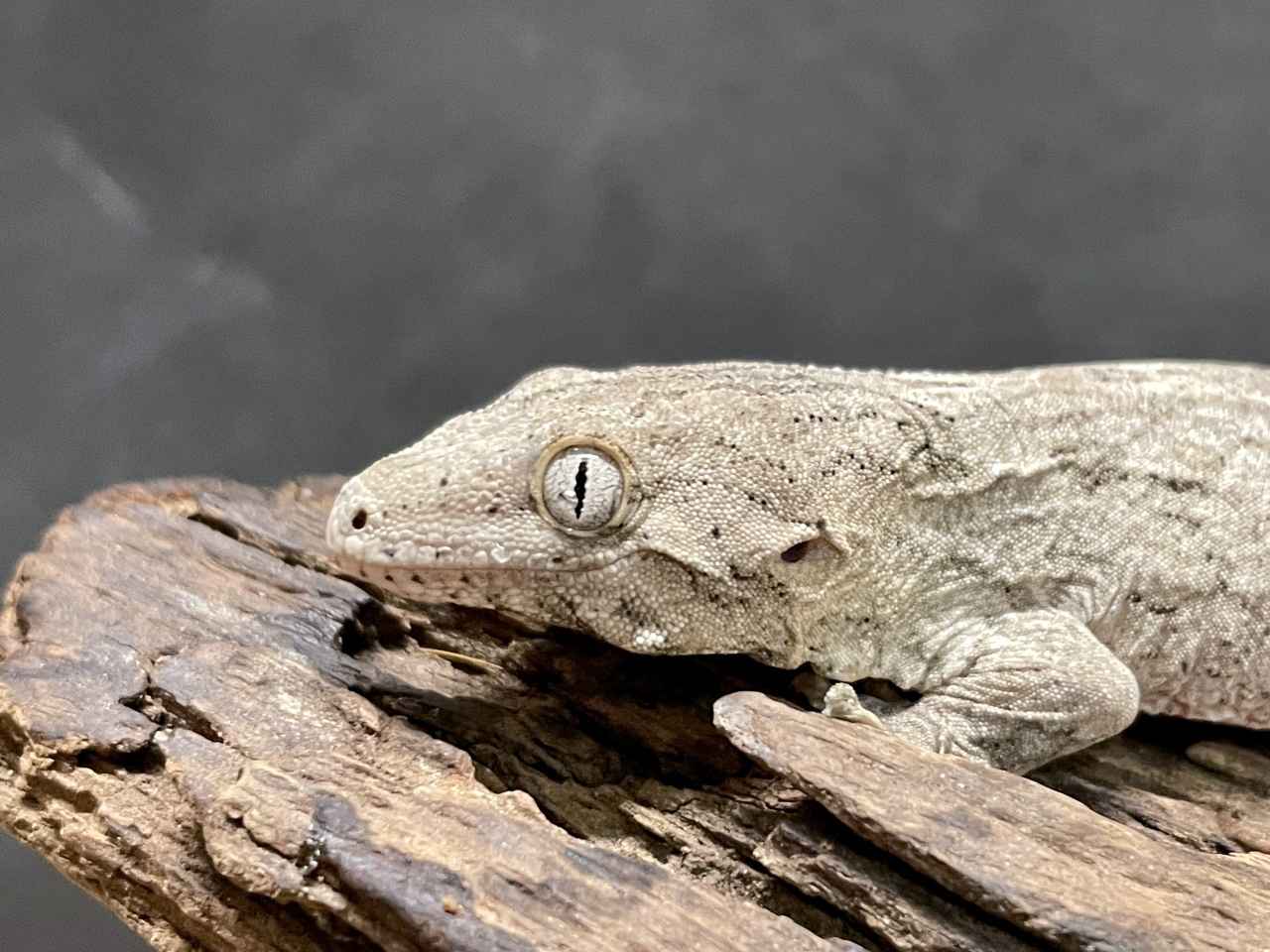 ニューカレドニアジャイアントゲッコー（ヘンケリ）(9)