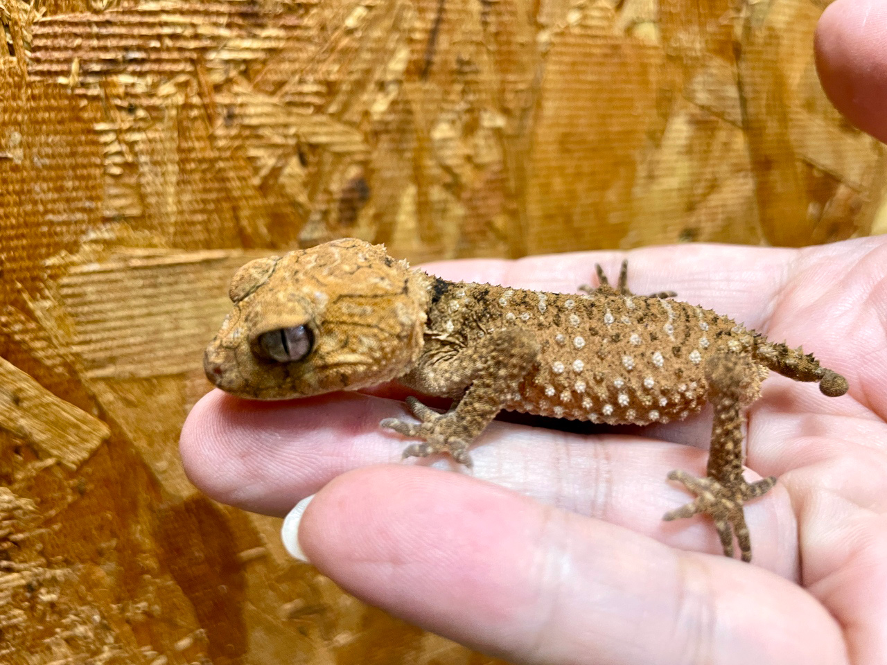 オニタマオヤモリ(9)