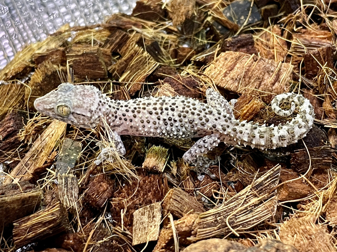 バスタールササクレヤモリ(1)