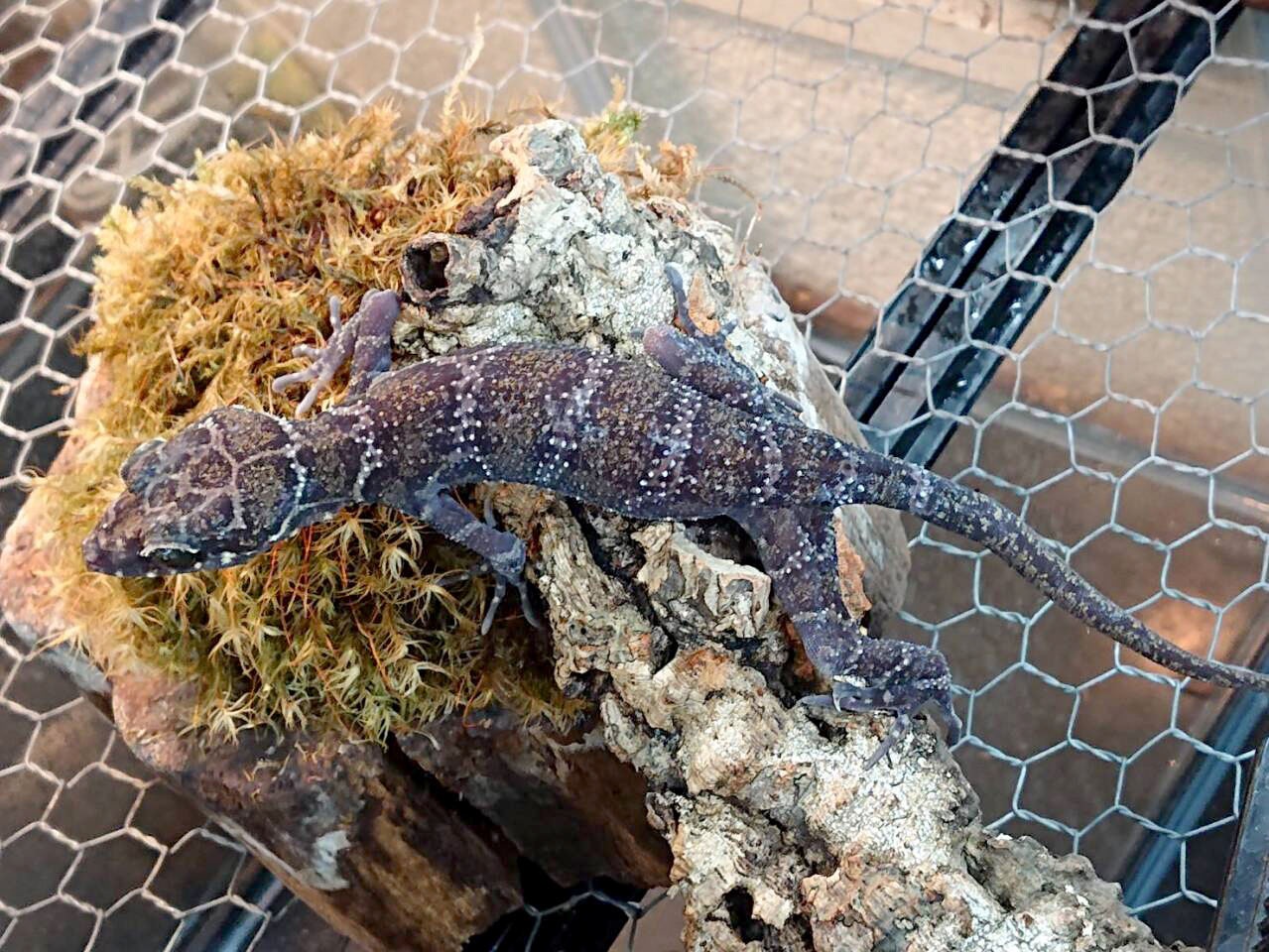 イトコホソユビヤモリ(4)