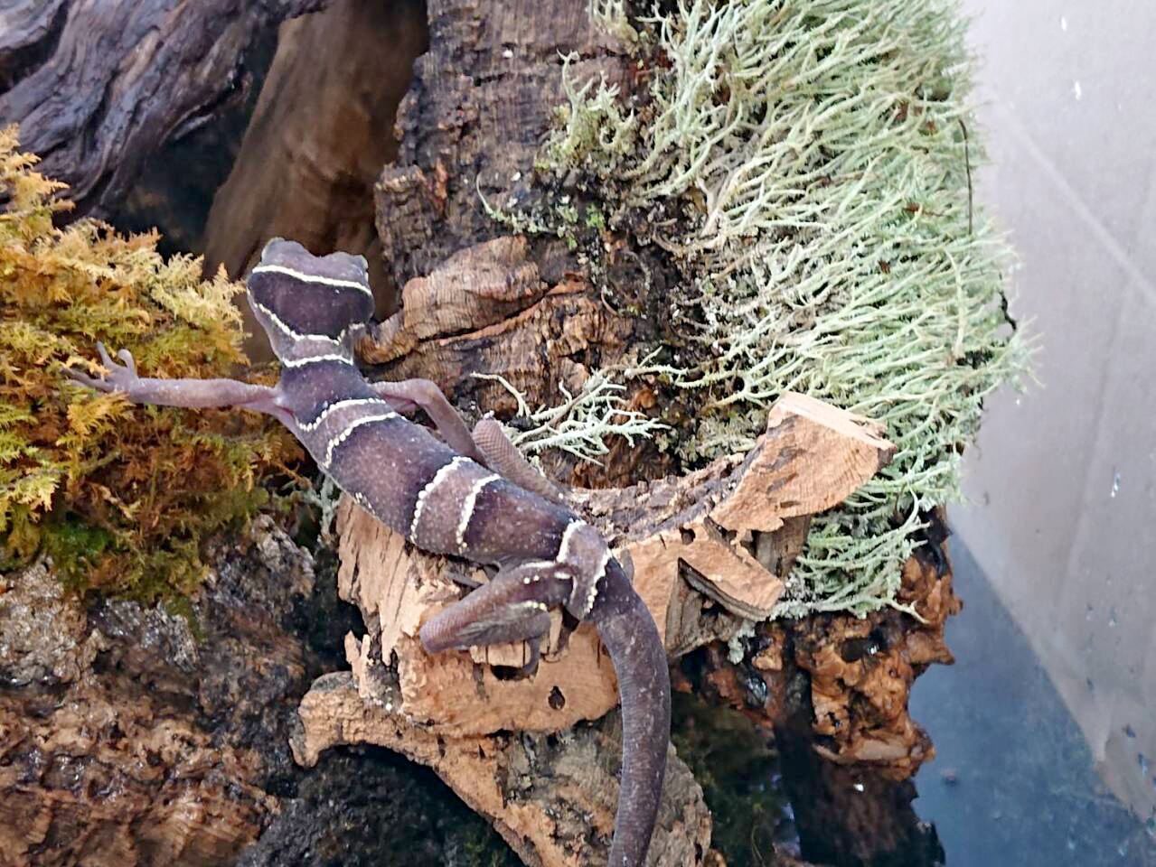 マレーホソユビヤモリ(6)