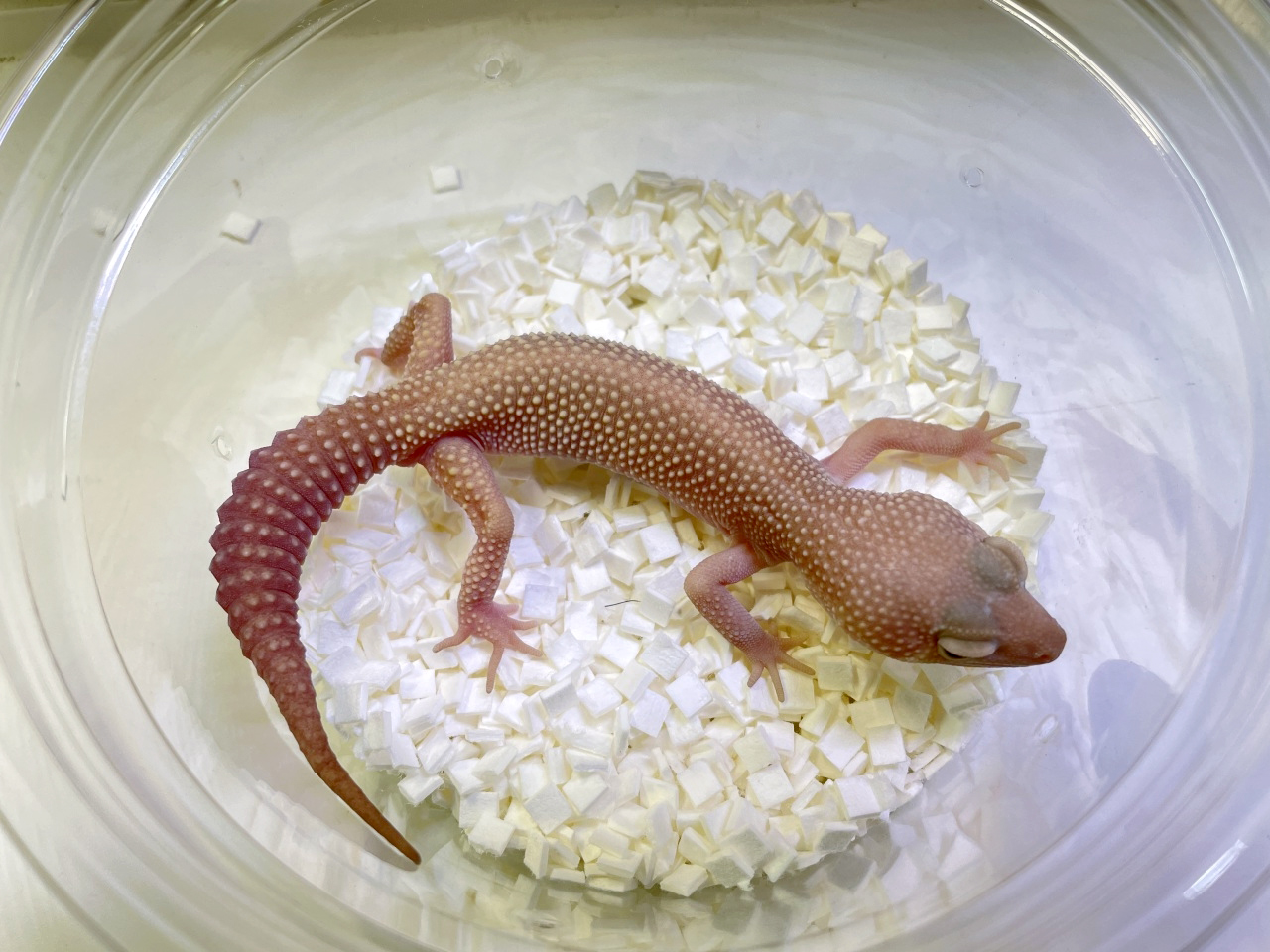 ヒョウモントカゲモドキ(10)