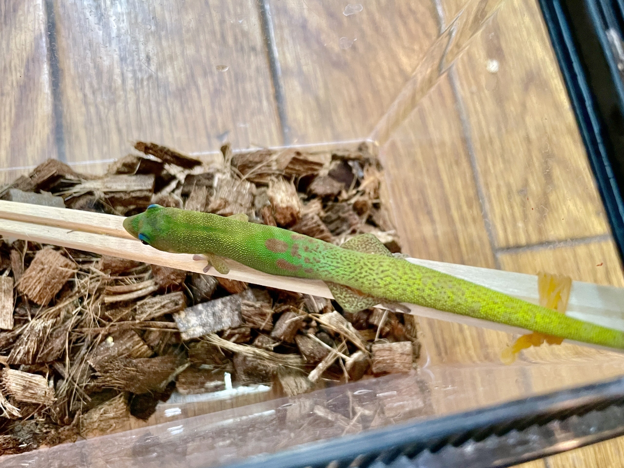 ヒロオヒルヤモリ(1)