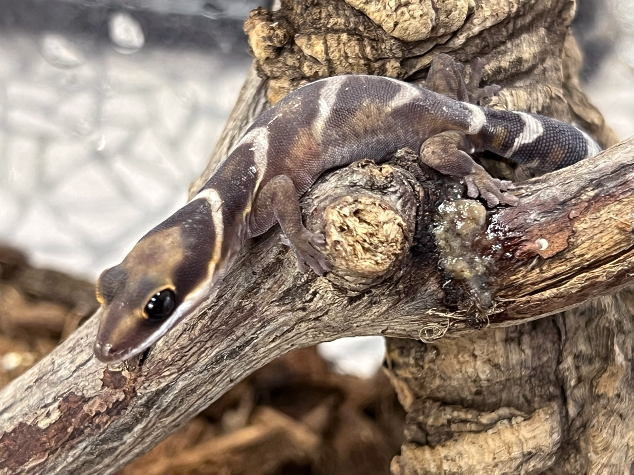 ハスオビビロードヤモリ(1)