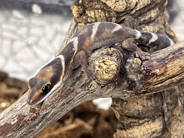 ハスオビビロードヤモリ