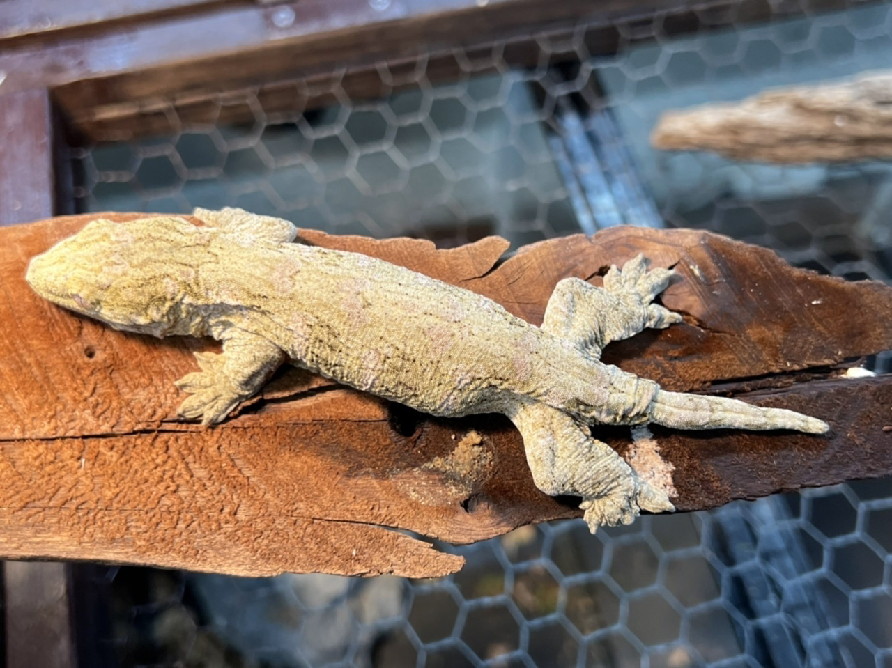 ニューカレドニアジャイアントゲッコー（ヘンケリ）(2)