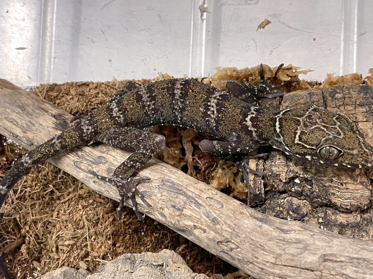 イトコホソユビヤモリ(3)