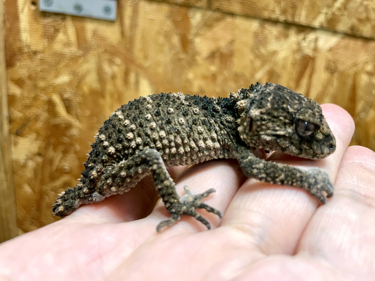 サメハダタマオヤモリ(4)