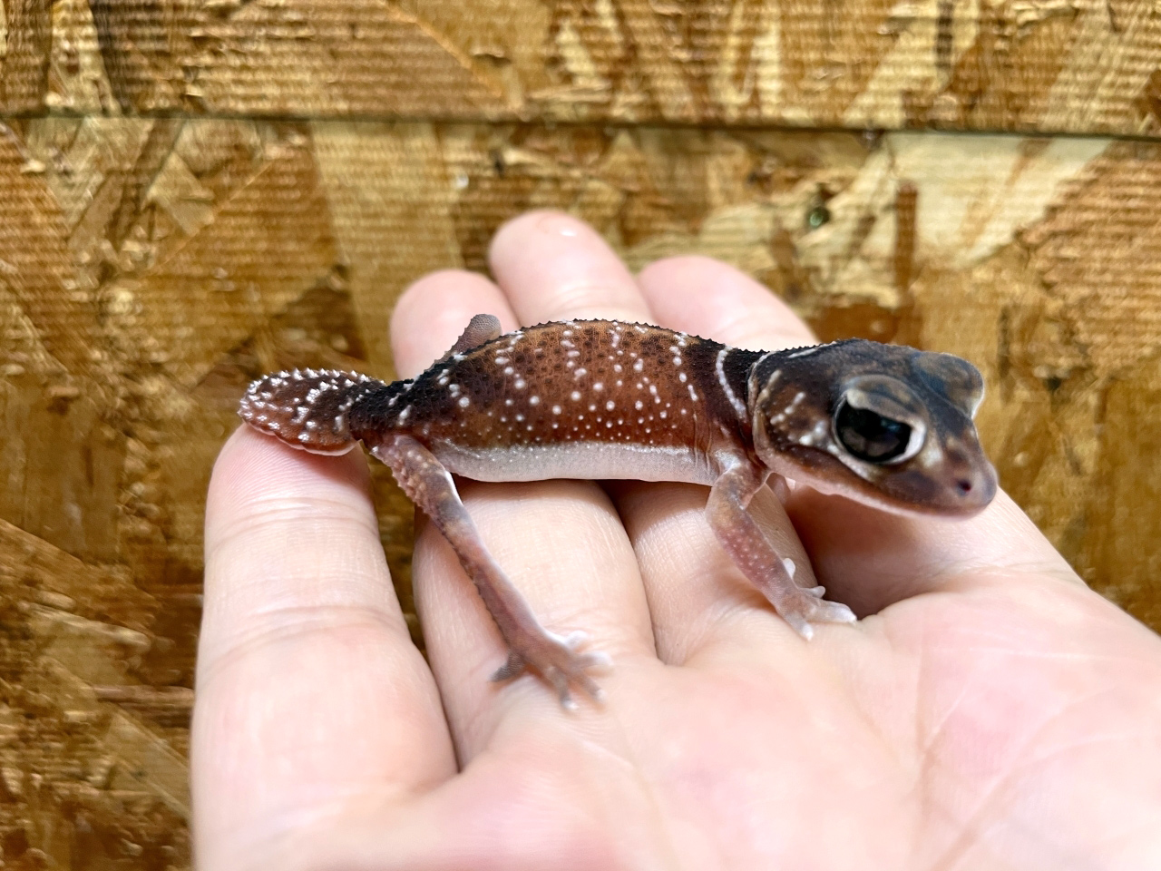 ナメハダタマオヤモリ(11)