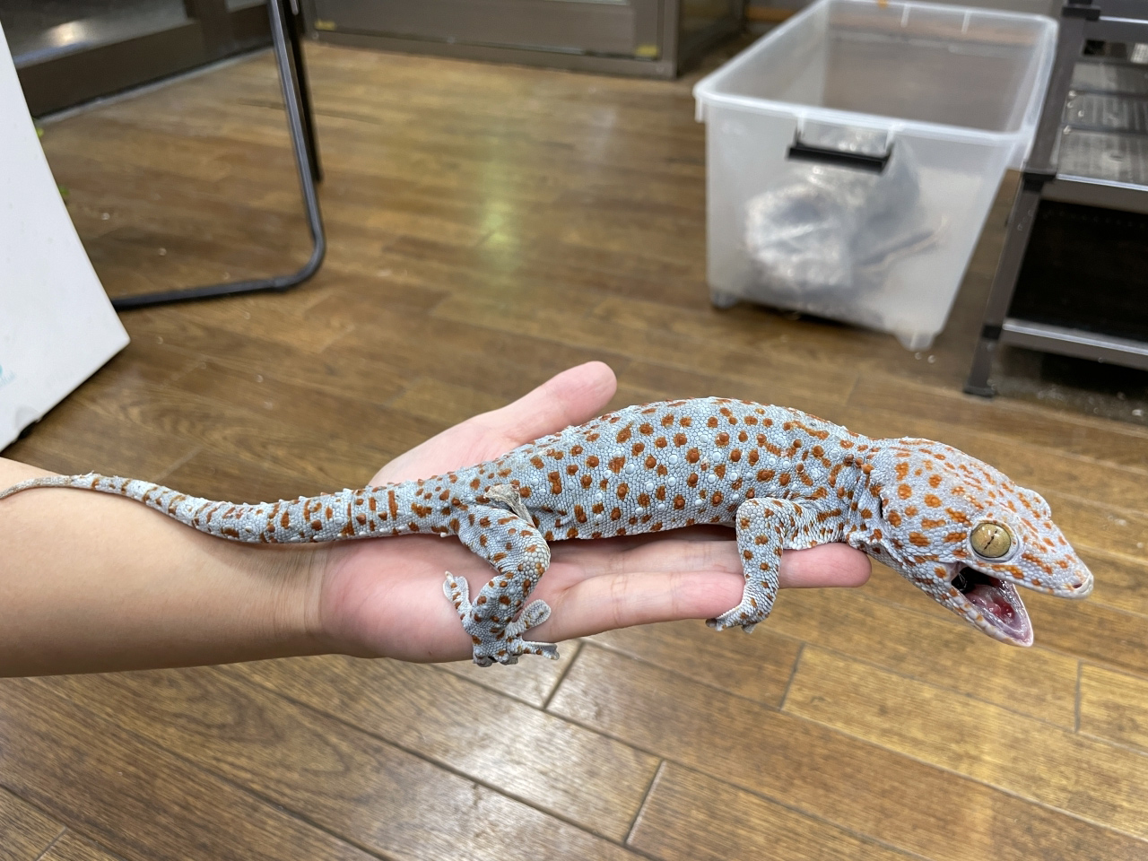 トッケイヤモリ(9)