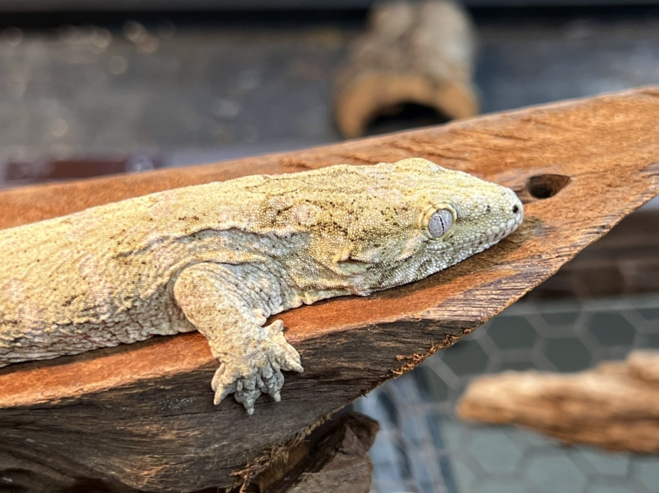 ニューカレドニアジャイアントゲッコー（ヘンケリ）(1)