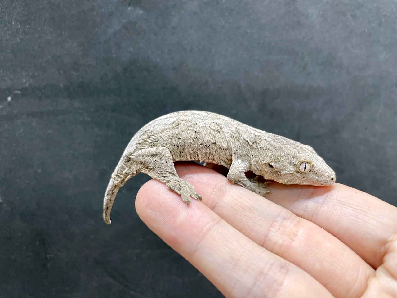 ニューカレドニアジャイアントゲッコー（ヘンケリ）(10)