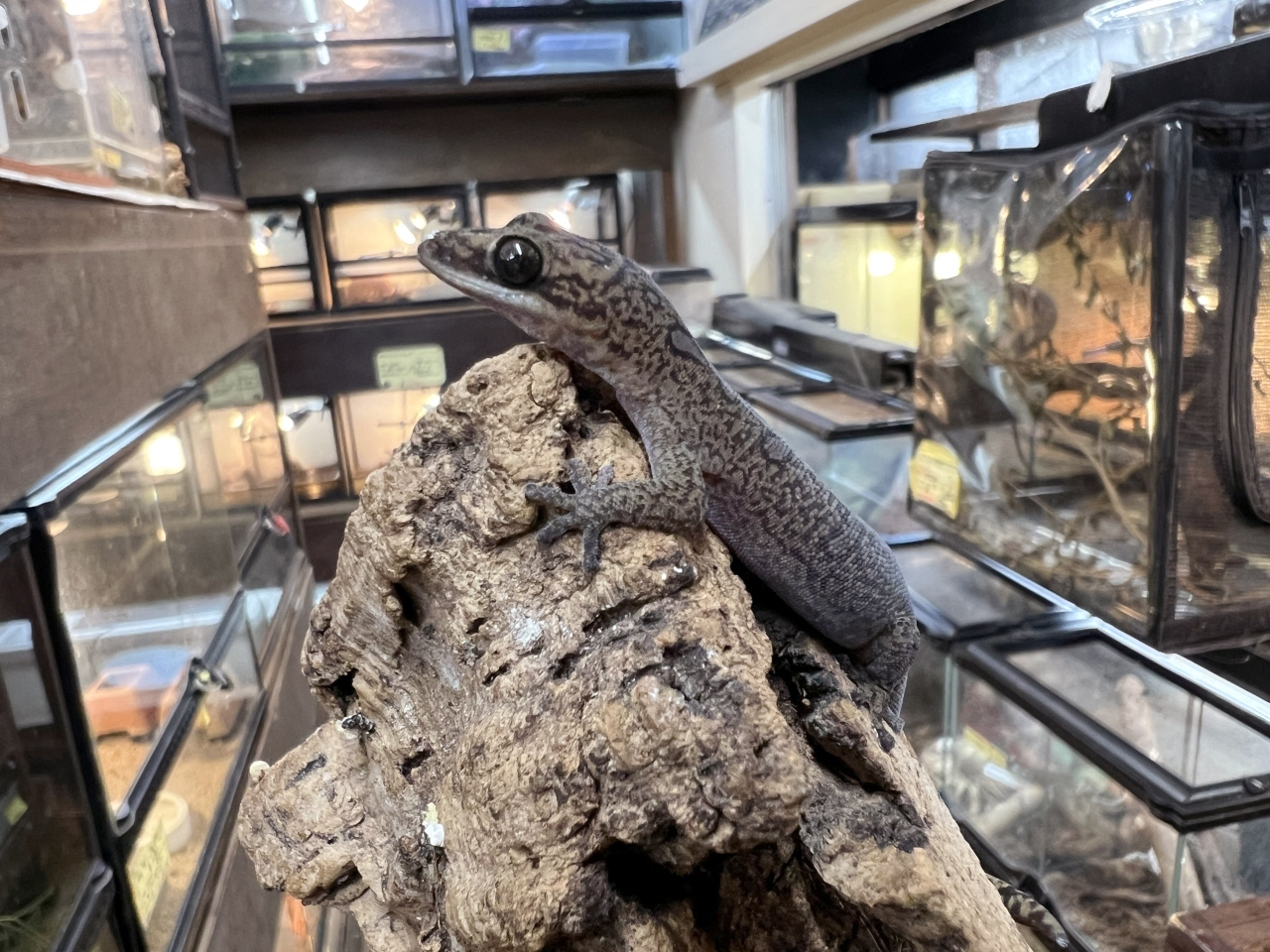 オセラータビロードヤモリ(8)