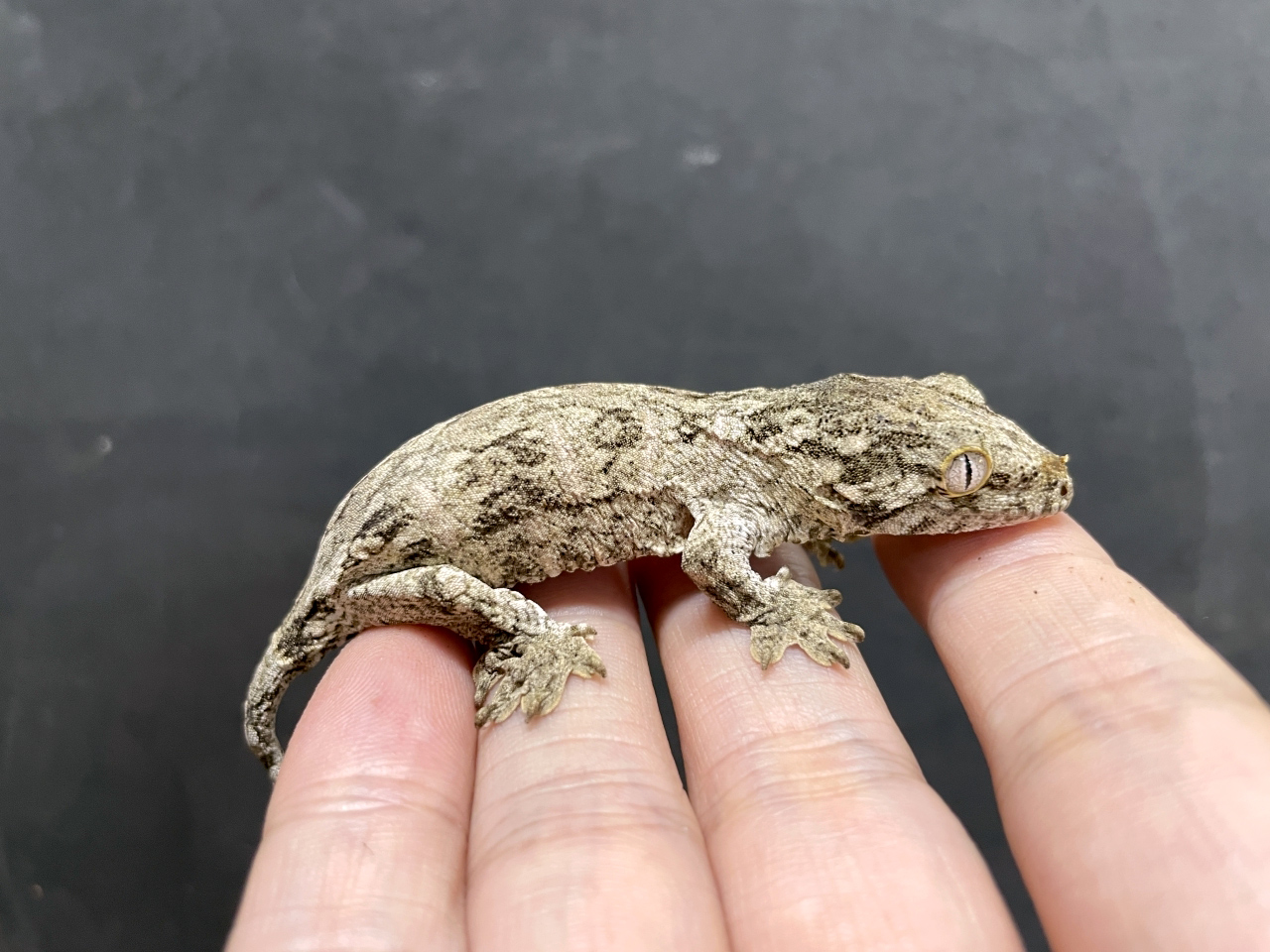 ニューカレドニアジャイアントゲッコー（グランテラ）(3)