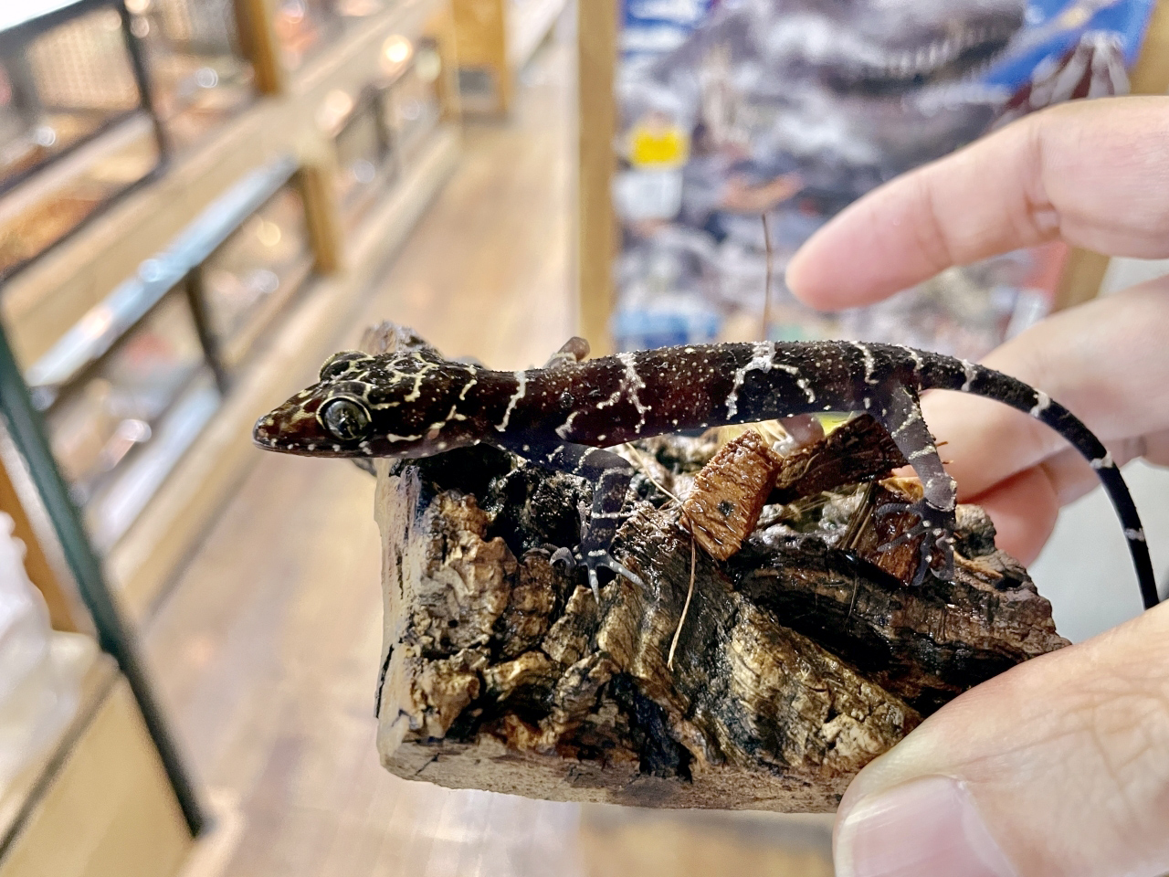 イトコホソユビヤモリ(9)