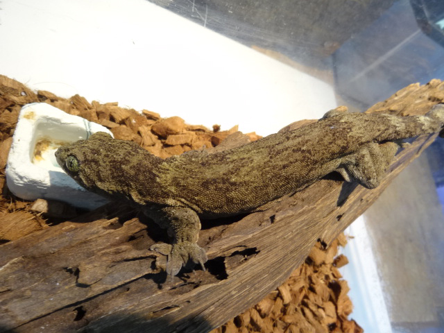 ハルマヘラジャイアントゲッコー(7)