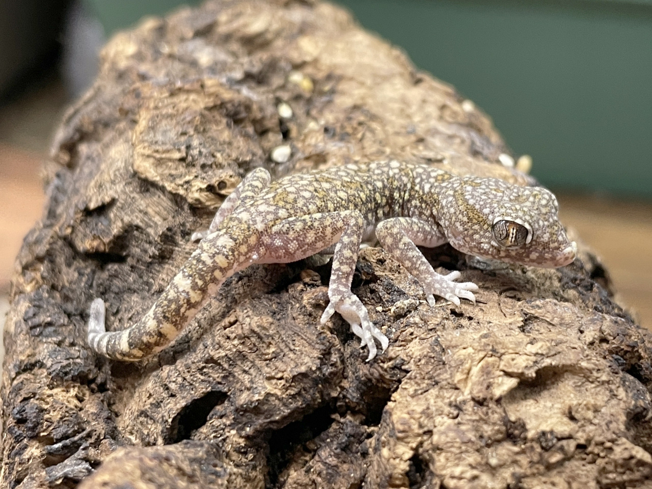 エレガンスボウユビヤモリ(1)