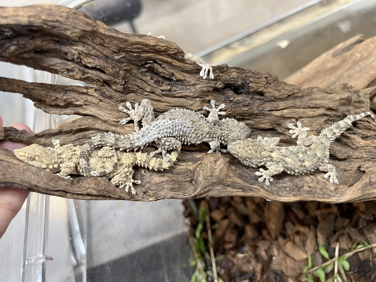ムーアカベヤモリ(8)
