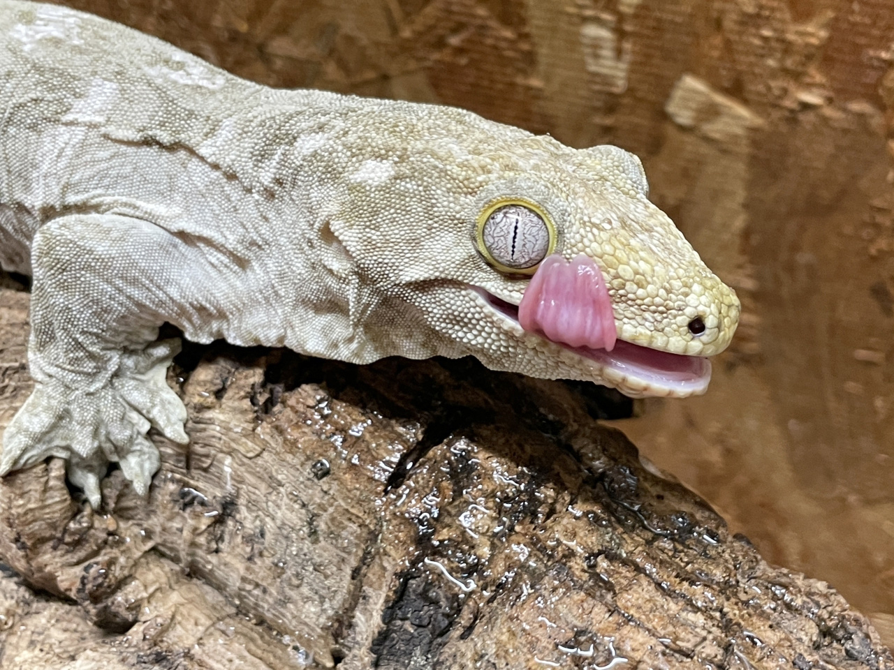 ニューカレドニアジャイアントゲッコー（グランテラ）(12)