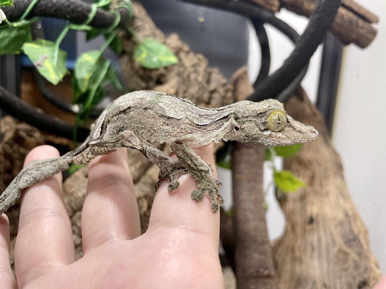 ヤマビタイヘラオヤモリ(5)