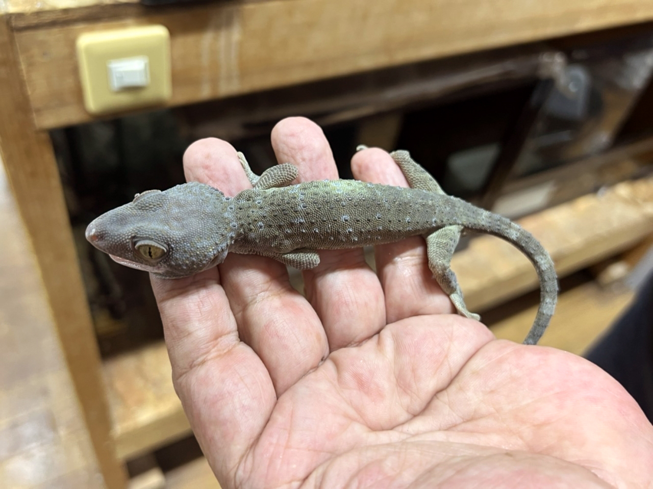 トッケイヤモリ(5)