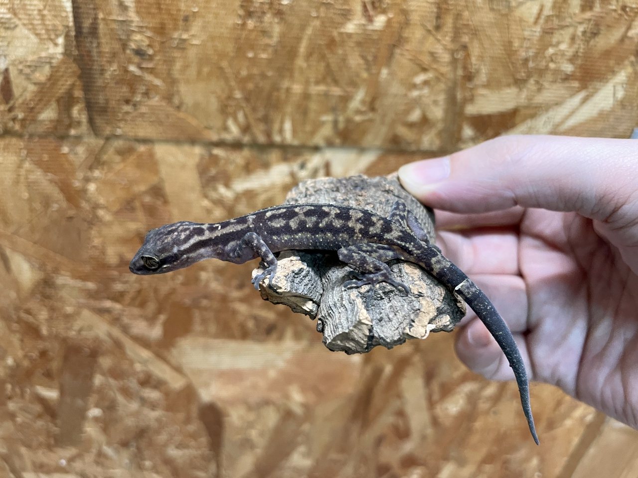 ヨスジホソユビヤモリ(2)