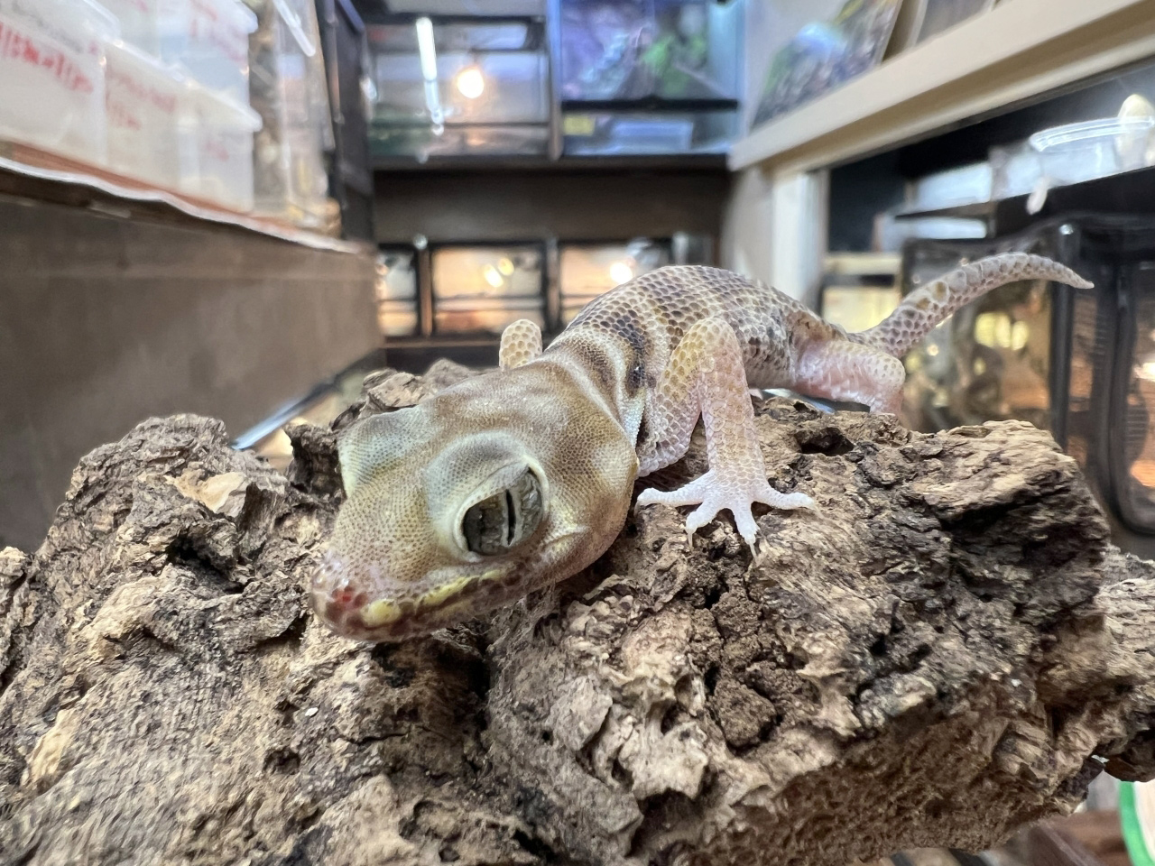 プシバルスキースキンクヤモリ(2)