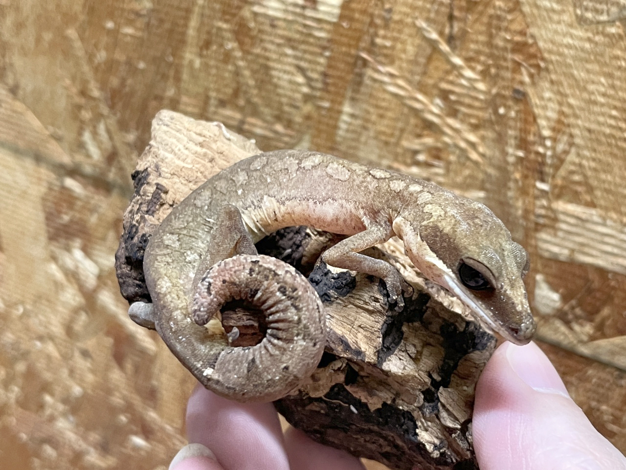 マレーシアキャットゲッコー(2)