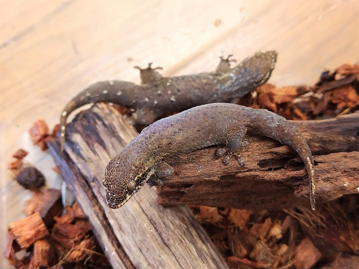 オオバクチヤモリ(6)