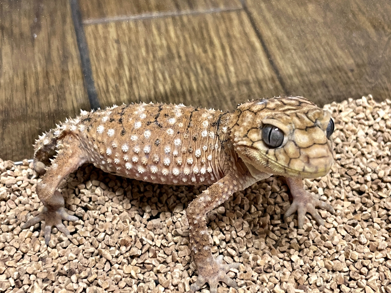 オニタマオヤモリ(2)