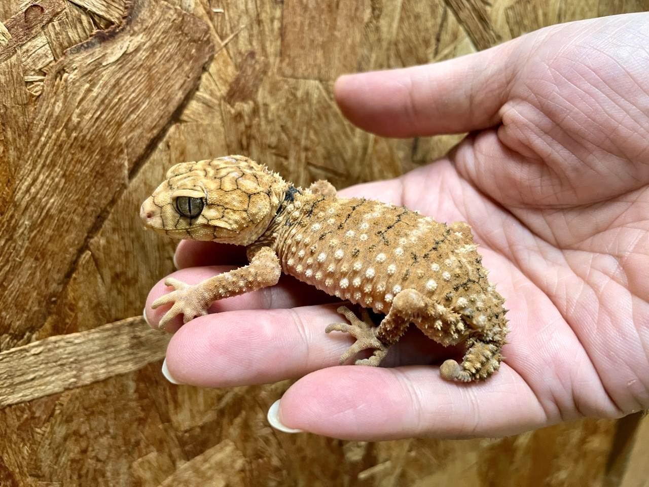 オニタマオヤモリ(1)