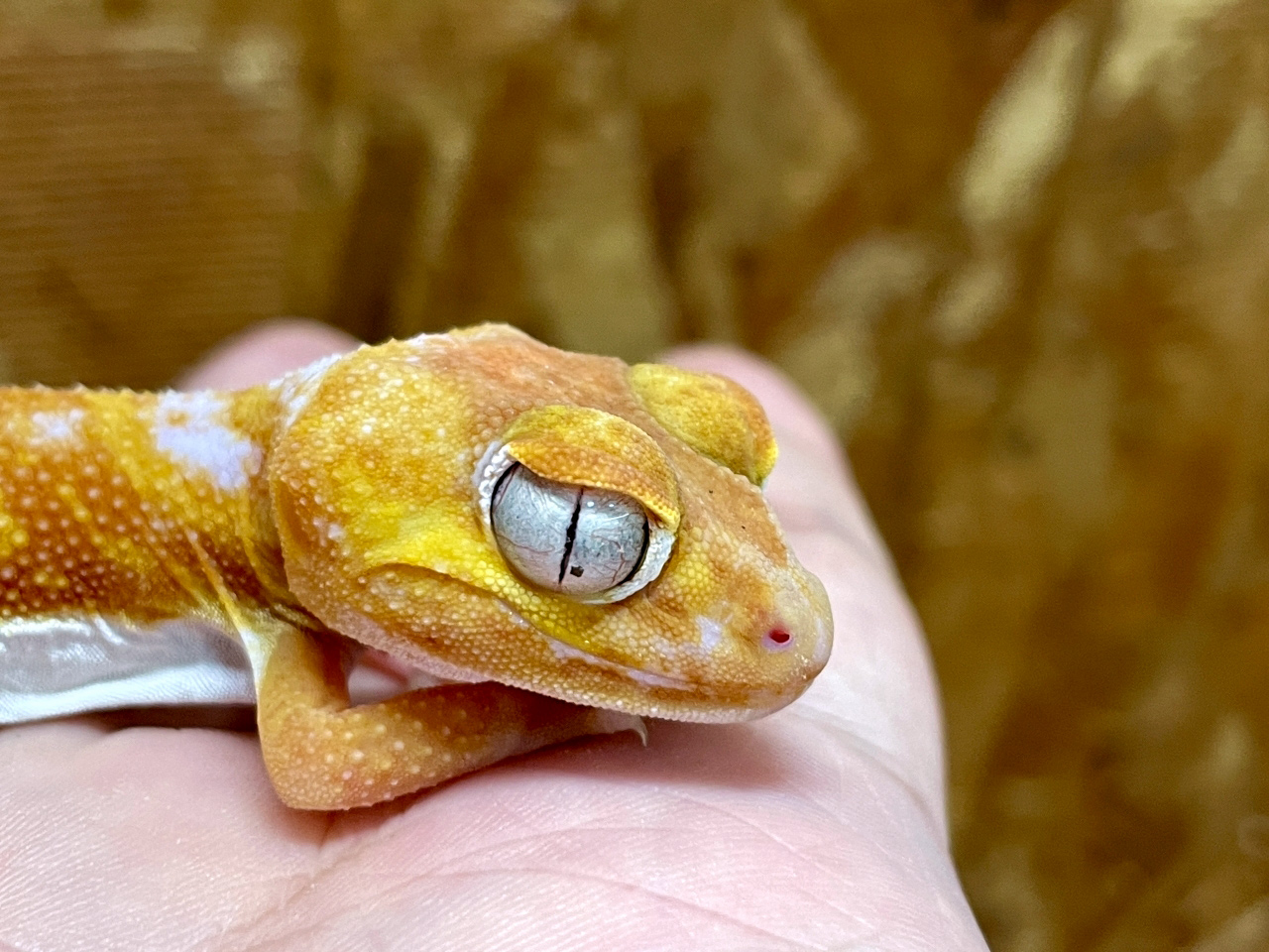 ピルバラナメハダタマオヤモリ(3)