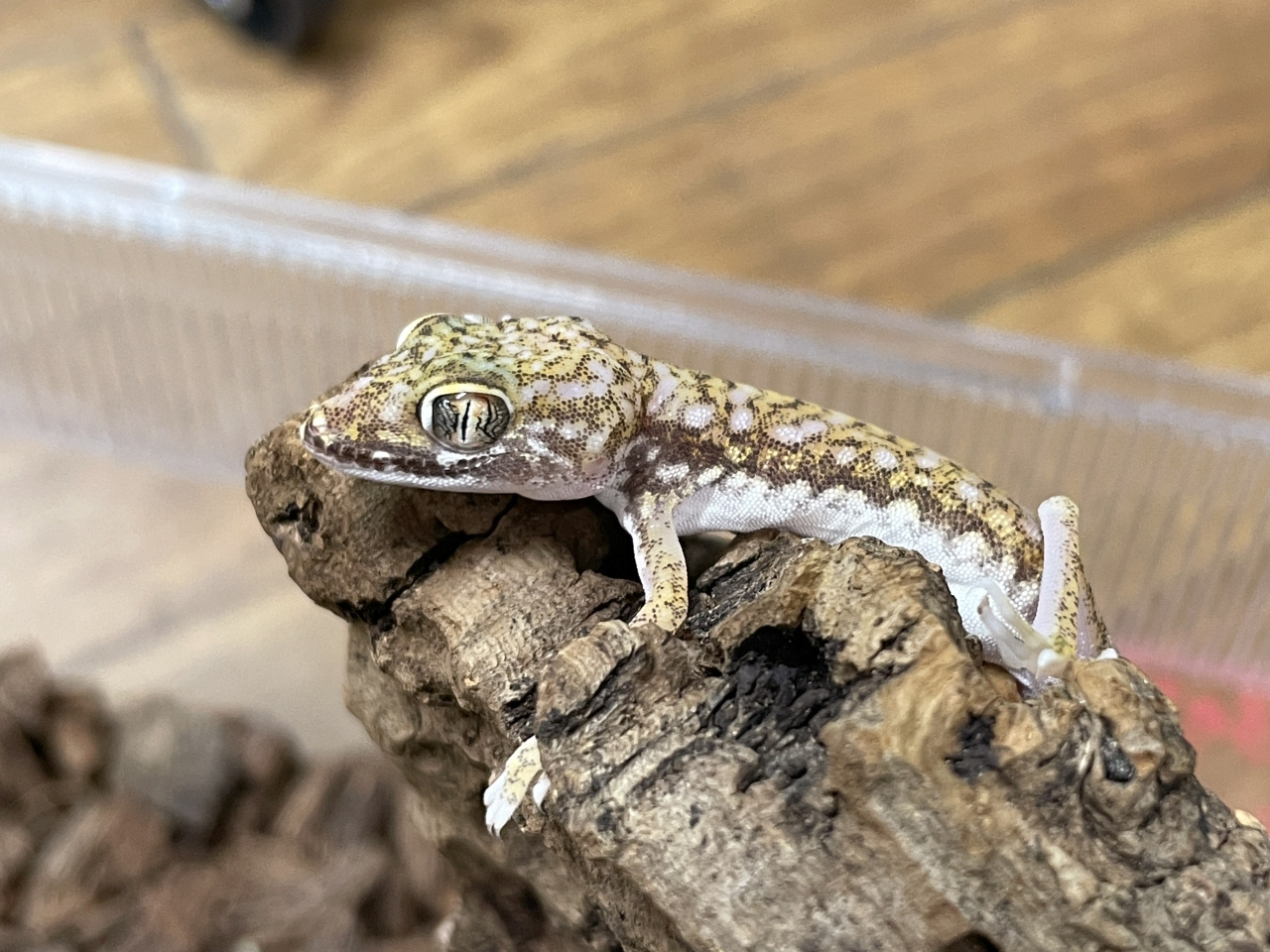 ペトリボウユビヤモリ(6)